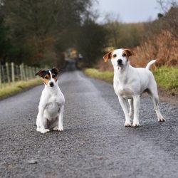 The dog will feel good if he plays sports with his owner. 