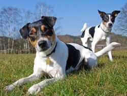 Archaeological excavations have also proven that dogs similar to modern guardhounds lived in Nor ...