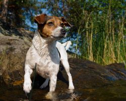 If you take proper care of a dog, then he is able to live 17-18 years, which is considered a lon ...