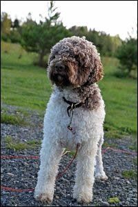 The undoubted advantage of the Lagotto Romagnolo breed is that they practically do not shed, alt ...