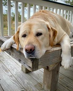 They regularly rank at the top of the “most loyal”, “most obedient”, “most hardworking” dog rati ...