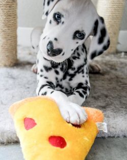About 12% of Dalmatian puppies are born deaf. 
