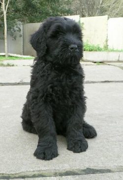 Russian black terriers cannot imagine their life without a man, they love to be with their famil ...