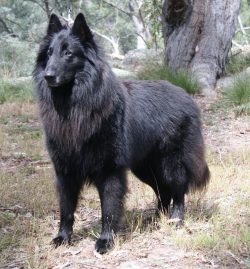 Representatives of the breed are very attentive students, they learn commands easily and quickly ...