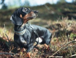 The pet requires daily walks (at least twice a day). 