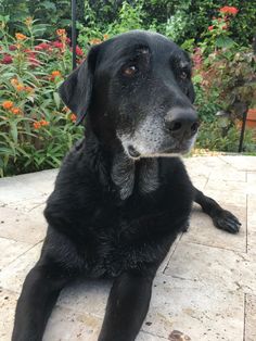 If the owner is willing to invest the time and effort in training a Labrador puppy to teach him  ...