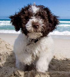 Due to its natural qualities, the breed is highly valued among dog breeders, which determines it ...