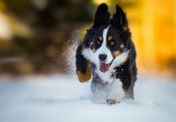 This is most likely so, but all four breeds differ significantly from the Molossian type and oth ...