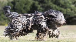 The body of the Bergamasco Shepherd Dog is a square format. The length of the body, measured fro ...