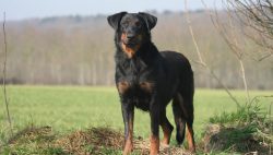The Beauceron can be a good family dog for people with older children who can respect the animal ...