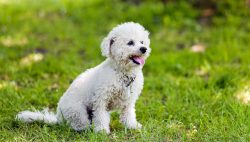 Bichon hair care takes a lot of time. They regularly need grooming, bathing, and haircuts. Bicho ...