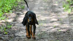 Health and Potential Health Problems Black and Tan Coonhound:Major problems: heart diseaseMinor  ...