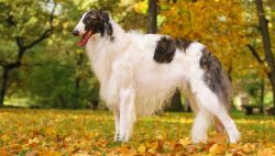 Although these graceful dogs are very gentle, they can push and harm the little one while playing. 