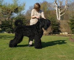 The Black Russian Terrier was bred specifically for the Russian army, for use in the security sy ...
