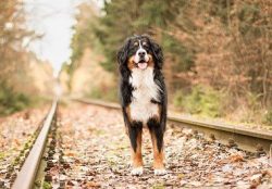 Despite their size, they can get along with a dog of any size, but socialization plays a decisiv ...