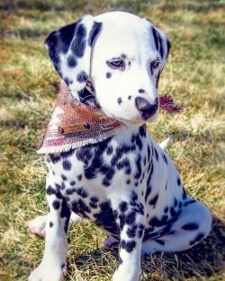 Dalmatians acted as shepherds, rat catchers, retrievers, circus dogs. 