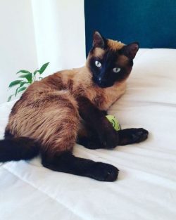 Siamese cats are very active, sociable, affectionate and trusting. These cats are smart and athl ...