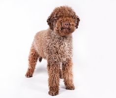 Due to the peculiarities of the structure and the tough, waterproof coat, the Lagotto Romagnolo  ...