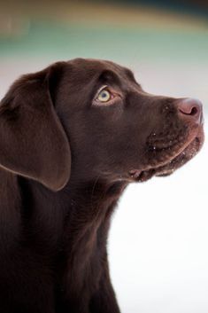 Labradors get along well with everyone. Their world is full of bright colors, and they harmoniou ...