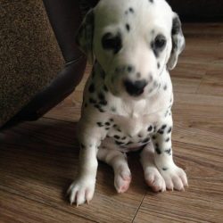 A dominant dog often refuses to follow a command or follow a rule simply because it does not wan ...