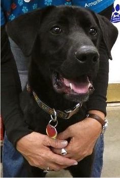 But the sharp mind made of the Labrador an excellent guide and a real professional in search and ...