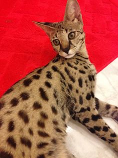  Savannah is believed to have the best health of any feline. They are not susceptible to any gen ...