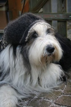 The Bearded Collie, or Birdie, is a Scottish herding breed that has a great character and showy  ...