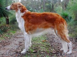 The coat of a greyhound is prone to spring shedding. The size of the dog suggests that it is not ...