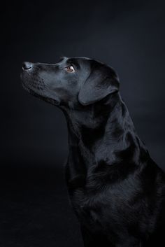 A Labrador retriever can be kept in an apartment, but this requires long daily walks and suffici ...