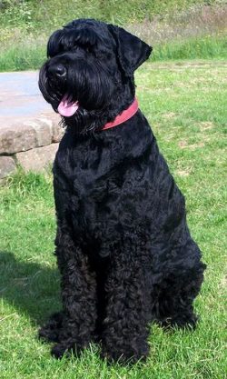 Today, the Black Russian Terrier continues to play the role of a guard, but more often in the fa ...