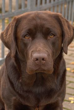 The main problem of keeping the breeders is called control over nutrition and weight, since Labr ...