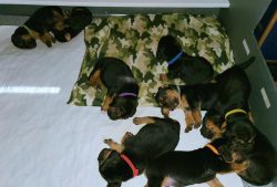 The neck is of sufficient length to allow the attacking dog to keep its nose close to the ground ...