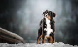 The owners absolutely adore their Mountain Dogs and their guests are impressed. 
