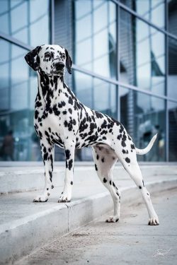 The exact origin of the Dalmatian is unknown, but the first evidence refers to … the gypsi ...