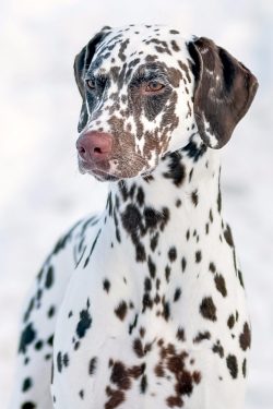 Dalmatian ears are large, well ventilated, but regularly get dirty. They should be washed with r ...