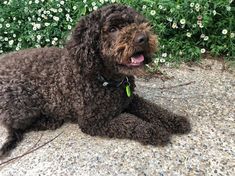 The key to a happy life in lagotto is care and love. Therefore, single business people are not r ...