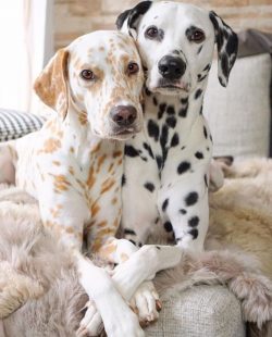 Dalmatians are not suitable for homebodies and families with small children. 