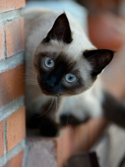 Grooming for the Siamese cat breed is minimal due to the short coat. There are no problems with  ...