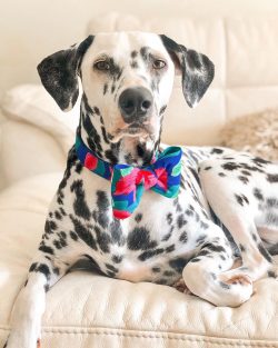 A concomitant character trait of a dog is a good memory for persons who dared to offend them or  ...