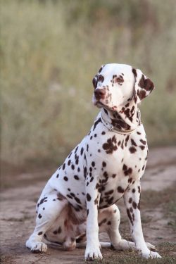 In addition, you always need to ensure that your pet has access to clean water and the ability t ...