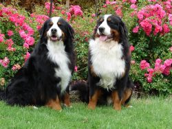 They get along without any problems with other pets, and with cats they are able to maintain a t ...