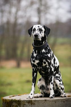 The Dalmatian breed of dogs is lean, but strong and muscular animals with an aesthetic and propo ...