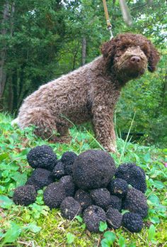 If you feed the Lagotto straight, you should brush your teeth regularly. If you plan to keep the ...