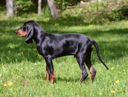 As a hunting dog, the Black and Tan Coonhound has no problem adapting to outdoor life. However,  ...