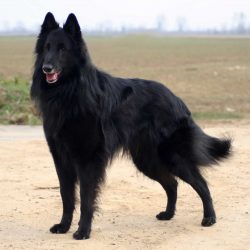 The Groenendael is one of the four breeds of the Belgian Shepherd Dog. It cannot be confused wit ...