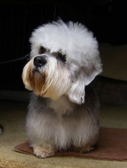 Reduce the number of feedings gradually. Also, gradually you need to transfer the puppy to solid ...