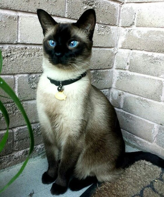 Siamese cats boast a short, tight-fitting shiny coat, so they do not require much grooming, like ...