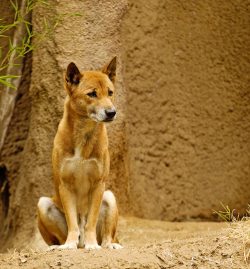 There may be a lighter mask on the muzzle, and a lighter shade is also present on the throat, be ...