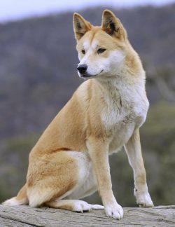 The eyes are almond-shaped, set slightly obliquely, the size is medium, the color is dark. 
