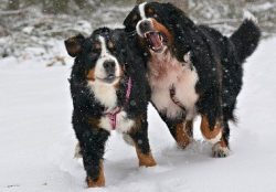 They are very loyal and loyal, understand the owner well, and become attached to him. The owners ...